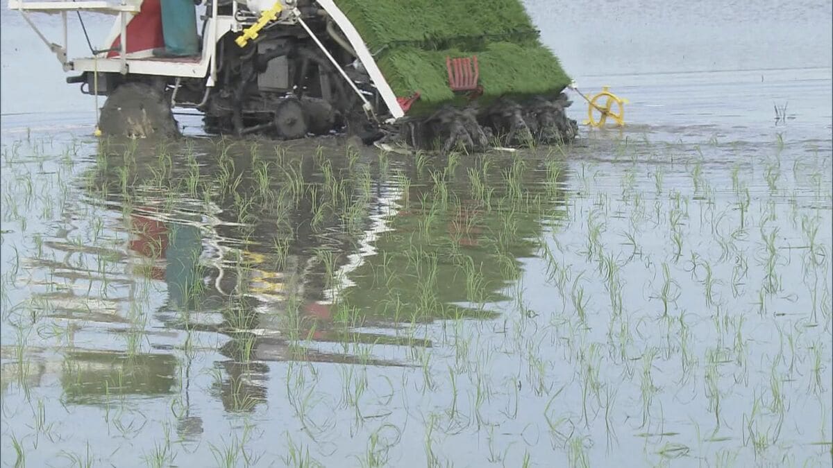 愛知･豊橋市で田植え コメ農家｢ホっとした｣｢雨の水がなくならないうちに…｣ 延期要請は15日に解除