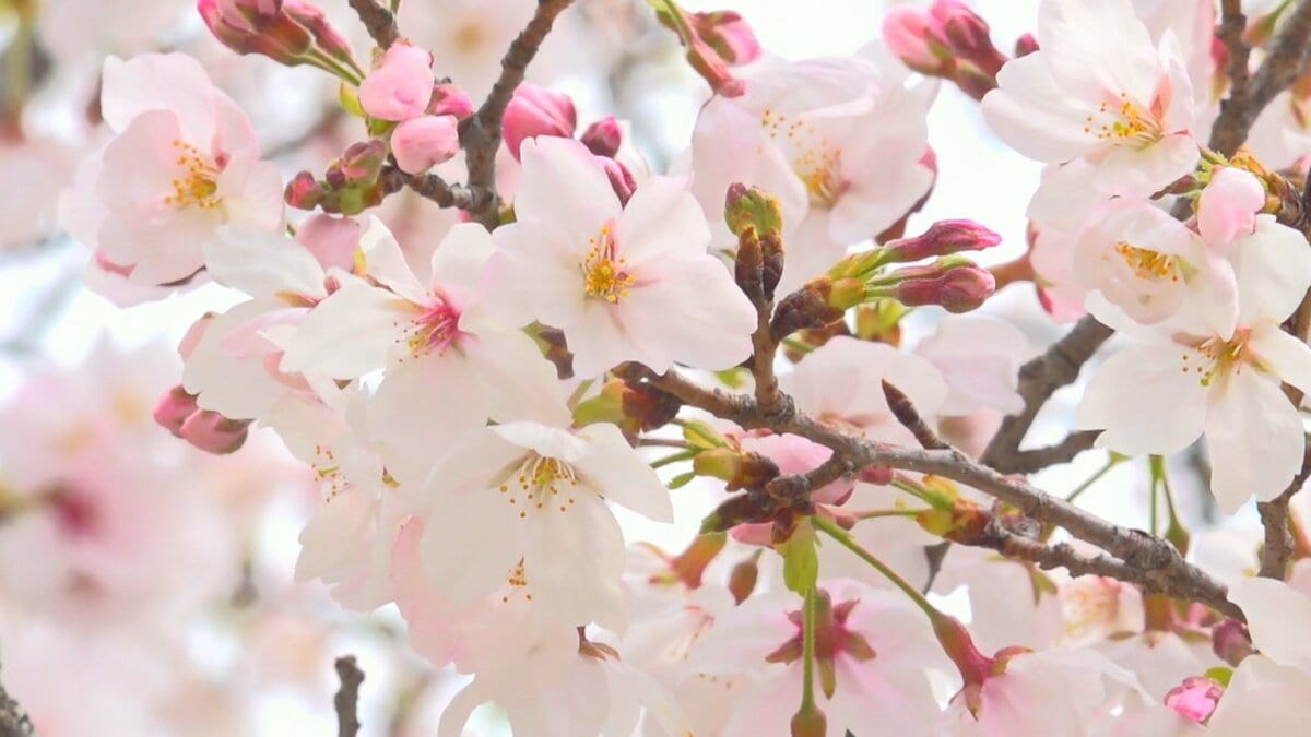 「色々な種類のサクラがあっていい」　ソメイヨシノなど約150本のサクラ　まもなく満開　山梨・舞鶴城公園