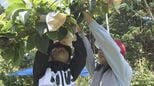 児童がナシの袋かけ「おいしく食べてほしいな」特産品“秋芳梨”栽培体験の一環で　山口・美祢|TBS NEWS DIG