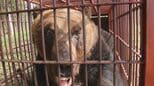 「なんでこんなに太ってるの」330キロ超の巨大ヒグマを捕獲【北海道苫前町】付近には同じ大きさのヒグマがいる可能性も|TBS NEWS DIG