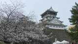 ”城と桜” かつては特別だった? 桜の名所「小倉城」に感じる歴史ロマン 福岡・北九州市 | 福岡のニュース|RKB NEWS|RKB毎日放送