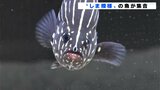 「お父さん!コトヒキは浮き袋を使って音を出すんだって」足摺海洋館SATOUMIで縞模様の魚の企画展『しま!シマ!縞!!』|TBS NEWS DIG