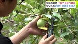 「2019年以来の干ばつになりかねない」リンゴ生産に影響 少雨で干ばつ傾向 実が大きくならず 青森県弘前市でリンゴ収穫量調査|TBS NEWS DIG