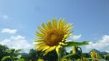 見渡す限り一面のヒマワリ 岩手県矢巾町の煙山ひまわりパーク まもなく見ごろ 岩手・矢巾町|TBS NEWS DIG
