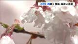 早咲きのサクラに冷たい雨 東部は強風・高波に注意 宮城 | 宮城のニュース│tbc NEWS│tbc東北放送