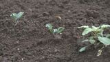 「もう1回植え直す」キャベツ4万玉壊滅…恵みの雨も”時すでに遅く”|TBS NEWS DIG