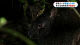 「アマミノクロウサギの事故死が初めてゼロに」夜間利用ルール開始から4年　三太郎峠の現状は　鹿児島・奄美|TBS NEWS DIG