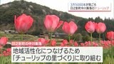 日之影町中川集落で約3万5千本のチューリップが咲き誇る　8世帯16人の住民が育てる|TBS NEWS DIG