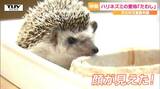 かわいくない? 飼育員の中では人気? 河北町児童動物園のハリネズミの名前がついに決定 見た目がそっくりな「たわし」に! (山形) | 山形のニュース│TUYテレビユー山形