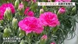 母の日を前にスペインから空輸して鉢植えした “カーネーション” 約1万8000鉢を九州各地に出荷予定 | 熊本のニュース|RKK NEWS|RKK熊本放送
