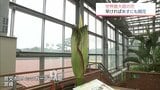 特徴は世界最大級の花と強烈なにおい 「ショクダイオオコンニャク」まもなく開花 宮崎市・宮交ボタニックガーデン青島 | MRTニュース | MRT宮崎放送