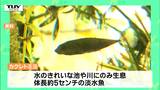 天童市と東根市の一部にのみ生息! 国の絶滅危惧種の淡水魚「カクレトミヨ」の個体数調査! 今年から新たな戦力も(山形) | 山形のニュース│TUYテレビユー山形