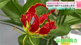 高知の花の魅力をバイヤーにPR 高品質で海外でも注目度上昇中! 嶺北のユリ・芸西村のブルースターなど | 高知のニュース・天気|KUTV NEWS | KUTVテレビ高知