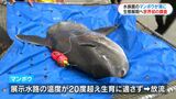 マンボウ“心電図計”つけて海へ帰る　生態解明へ「世界初のデータに期待」　かごしま水族館展示も水温高くなったので　|　鹿児島のニュース｜MBC NEWS｜南日本放送