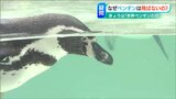 「ペンギンはなぜ空を飛ばないの？」“世界ペンギンの日” 新潟市の水族館に聞いてみたら|TBS NEWS DIG