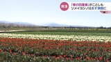 「春の四重奏」青空のもと雪が残る山々、桜、菜の花、そしてチューリップが奏でる今だけの景色　富山・朝日町舟川べり　|　富山のニュース｜天気・防災｜チューリップテレビ