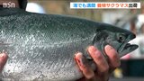 「海でも満開！」ピンクの身に上品な脂が特徴『佐渡 満開さくらます』水揚げ始まる　|　新潟のニュース・天気｜BSN NEWS｜BSN新潟放送