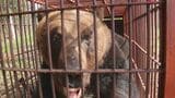 「なんでこんなに太ってるの」330キロ超の巨大ヒグマを捕獲【北海道苫前町】付近には同じ大きさのヒグマがいる可能性も | 北海道のニュース|HBC北海道放送