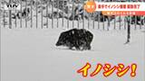 レスリング経験者のメンバーがイノシシをギュッと・・・!? イルミネーション会場のイノシシ御用 | 山形のニュース│TUYテレビユー山形