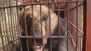 「なんでこんなに太ってるの」330キロ超の巨大ヒグマを捕獲【北海道苫前町】付近には同じ大きさのヒグマがいる可能性も　|　北海道のニュース｜HBC北海道放送