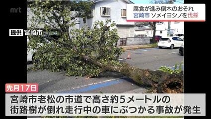 先月に走行中の車にぶつかる倒木事故 宮崎駅近くの市道で街路樹の伐採