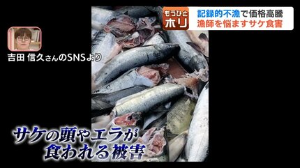 ゴマフアザラシの