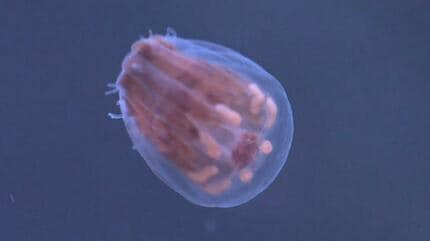 透明のカヌレ？謎に包まれた愛らしいクラゲ「シンブルジェリー」特別
