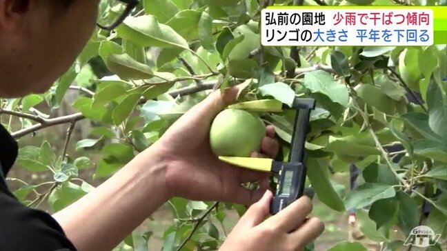 「2019年以来の干ばつになりかねない」リンゴ生産に影響　少雨で干ばつ傾向　実が大きくならず　青森県弘前市でリンゴ収穫量調査|TBS NEWS DIG