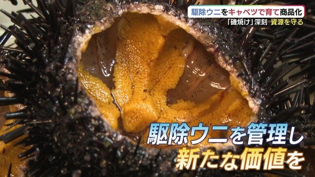 捨てられるウニ×捨てられるキャベツ=“無限”の可能性!「無から有」を生み出す元研究者の海士の挑戦|TBS NEWS DIG