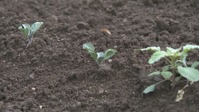 「もう１回植え直す」キャベツ４万玉壊滅…恵みの雨も”時すでに遅く”|TBS NEWS DIG