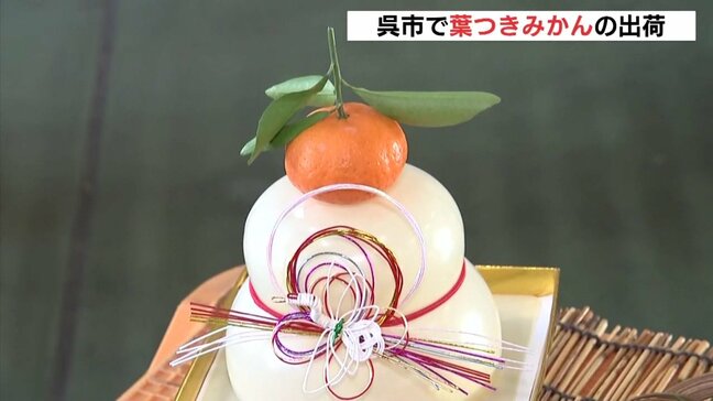 「食べても非常に美味しい」 正月の鏡もちやしめ飾りに彩りを添える「葉つきみかん」の出荷 広島|TBS NEWS DIG