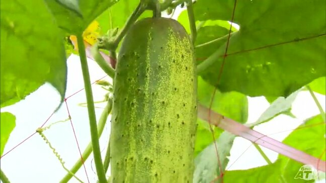夏の伝統野菜「糠塚きゅうり」収穫の最盛期　2025年も立派に成長　太くしっかりとした歯ごたえと程よい苦みが特徴　青森県八戸市|TBS NEWS DIG