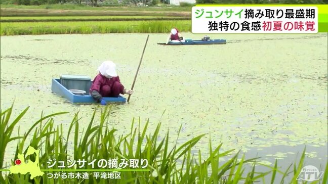 「ジュンサイ」の摘み取り作業　つるつるの寒天質状の膜につつまれ独特な食感が楽しめる“初夏の味覚”　青森県つがる市|TBS NEWS DIG