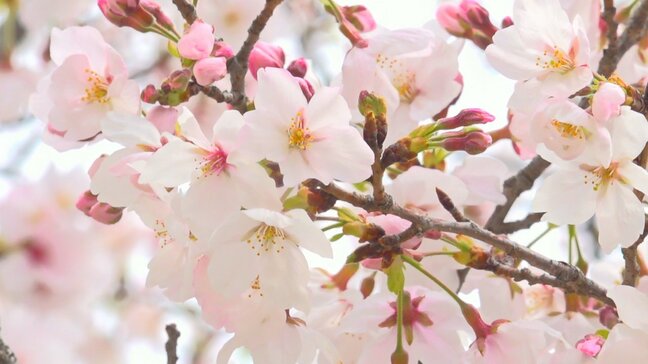 「色々な種類のサクラがあっていい」　ソメイヨシノなど約150本のサクラ　まもなく満開　山梨・舞鶴城公園|TBS NEWS DIG