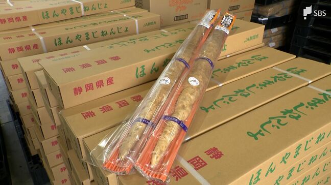 香り高く味が濃いのが特徴「ほんやまじねんじょ」の出荷始まる＝静岡市葵区|TBS NEWS DIG