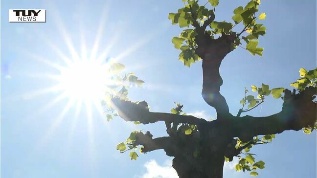 きょうの県内は朝から気温上がる 山形は最高気温が25度と夏日になる見込み|TBS NEWS DIG