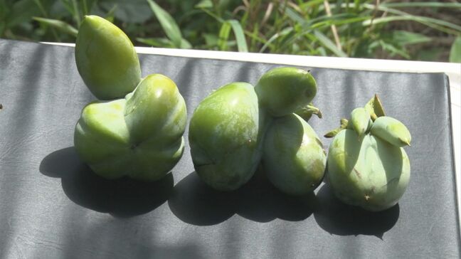 天狗の鼻か、バナナかのよう「奇形果」…去年は「カメムシ」「猛暑」で大凶作　今年も不作の兆し…西条柿「半分以上付いてたりする」島根県松江市|TBS NEWS DIG