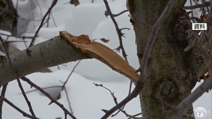 “豪雪”により2年連続で約200億円の被害受けた青森県内のリンゴ産業　リンゴの雪害会議で対策協議　知事が農道の除排雪強化を求めたうえで27年・28年で計8万本の苗木が供給される見通し説明|TBS NEWS DIG