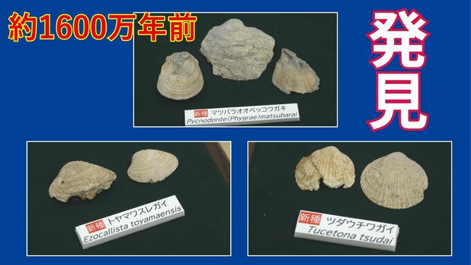 「もう出ないと思っていた」約1600万年前“中新世”の二枚貝の化石3種が発見　井田川改修工事の岩石から　今後の研究に期待　富山|TBS NEWS DIG