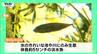 天童市と東根市の一部にのみ生息！  国の絶滅危惧種の淡水魚「カクレトミヨ」の個体数調査！　今年から新たな戦力も（山形）　|　山形のニュース│TUYテレビユー山形