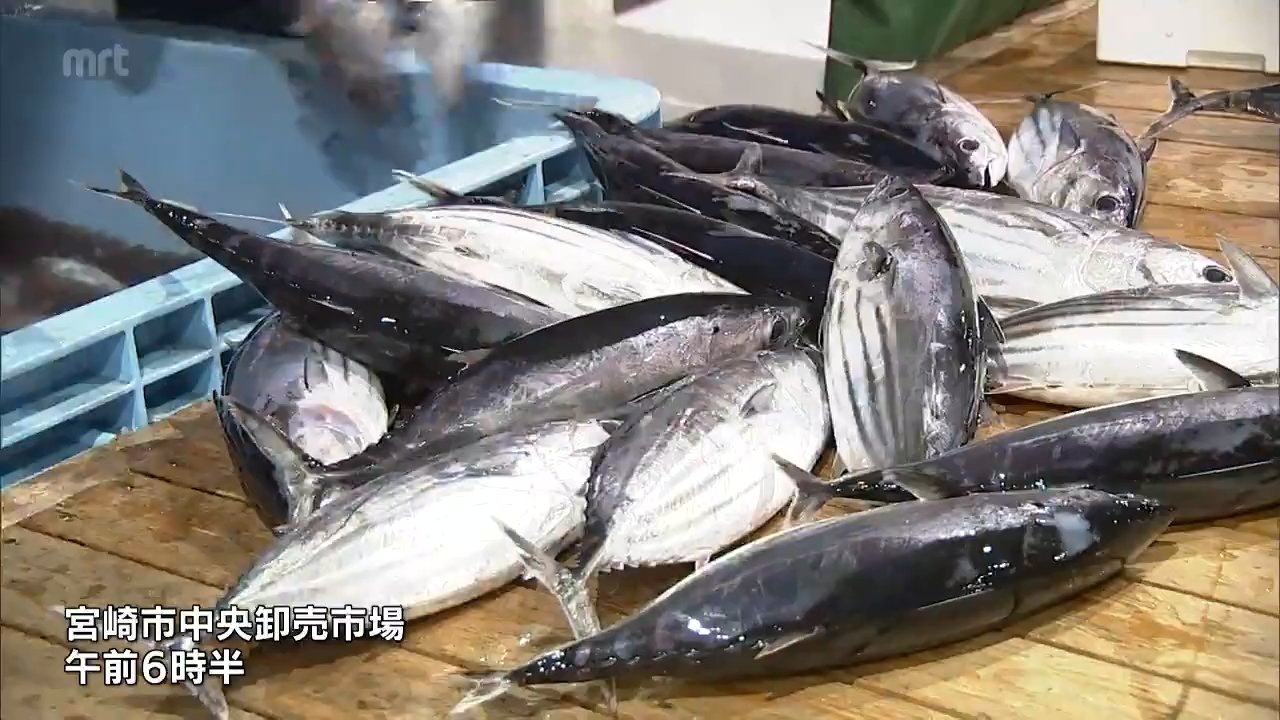 初カツオ」の漁期到来を祝うイベント 来月末まで「宮崎初かつおフェア