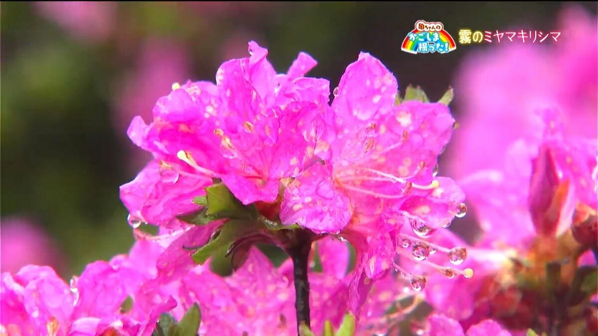 「ミヤマキリシマ」霧島連山【亀ちゃんのかごしま撮った！】