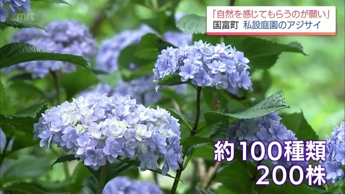 約100種200株のアジサイが見ごろに 国富町「花と自然の里山ガーデン