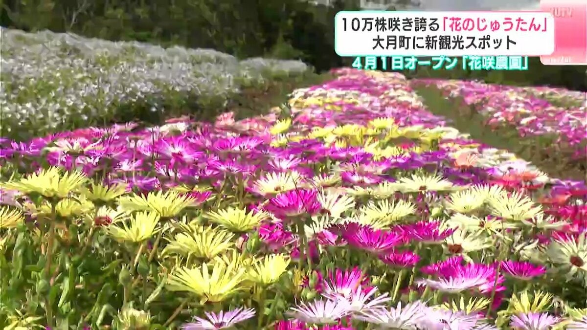 大月町に新名所！10万株の花が見ごろ　ネモフィラなど200種が咲き誇る『花咲農園』　海だけじゃない“山の魅力”を