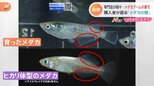 メダカ人気急上昇の裏で悪質手口も横行 ネットで買ってみたら違うメダカが…「これは完全に意図的なだましです」『メダカの闇』に迫る|TBS NEWS DIG