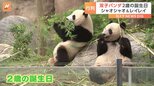上野動物園の双子パンダ「シャオシャオ」と「レイレイ」2歳の誕生日迎える|TBS NEWS DIG