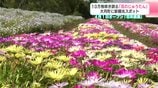 大月町に新名所！10万株の花が見ごろ　ネモフィラなど200種が咲き誇る『花咲農園』　海だけじゃない“山の魅力”を　|　高知のニュース・天気｜KUTV NEWS | KUTVテレビ高知
