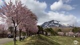 「日本一の桜並木」残雪の岩木山と鮮やかなコントラスト　麓にも春の訪れ　青森・弘前市|TBS NEWS DIG