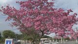ブラジルの国花「モモイロイペー」が満開 鮮やかな花が街角を彩る うるま市|TBS NEWS DIG