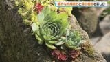 【札幌・百合が原】素朴な風合いの「札幌軟石」と植物が共演…9月6日まで開催中　|　北海道のニュース｜HBC北海道放送